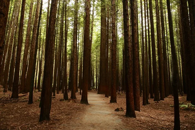 Bosque de Secuoyas Whakarewarewa