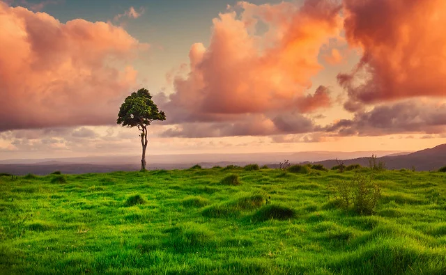 Colina del Árbol Solitario