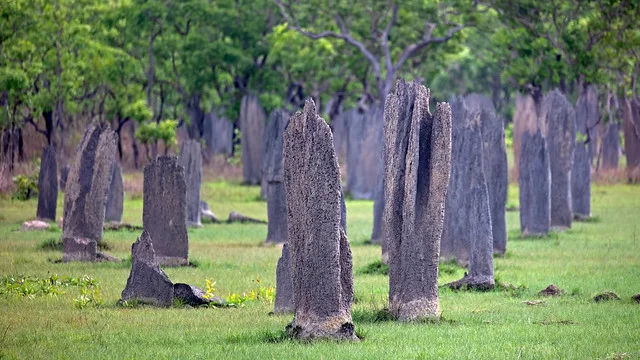 Montículos de termitas magnéticas