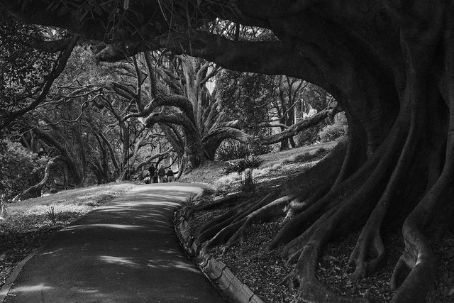 Parque Albert