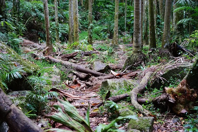 Parque Nacional Tamborine