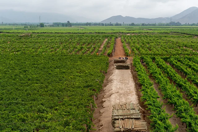 Viñedo Tacama