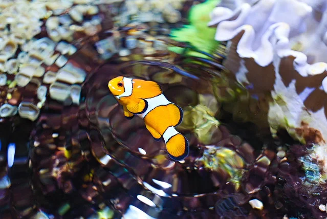 Acuario Vasco da Gama