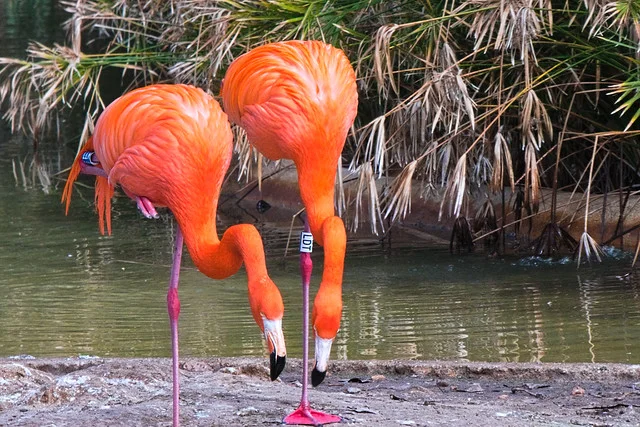 Zoológico de Lagos
