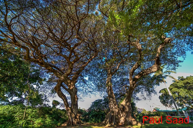 Jardines Botánicos de Durban