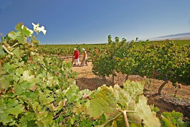 Ruta del Vino de Swartland
