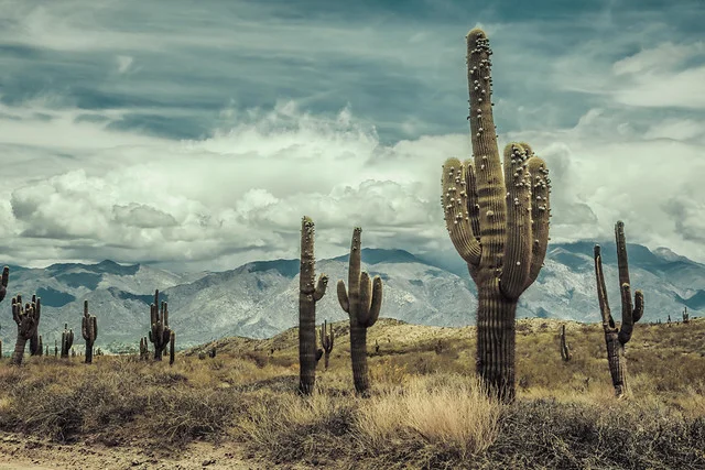 Parque Nacional Los Cardones
