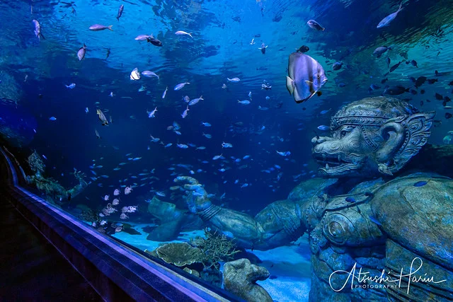 Aquaria Phuket