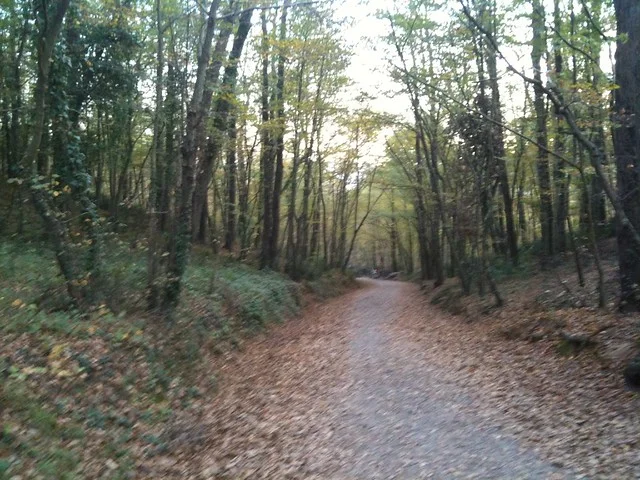 Bosque de Belgrado