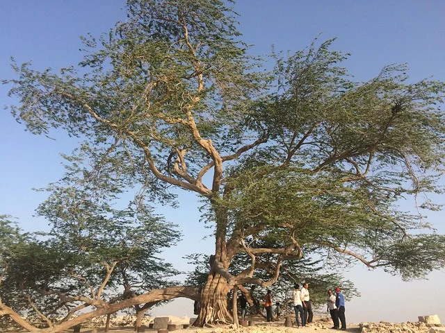 Árbol de la Vida (Shajarat-al-Hayat)