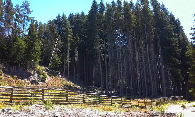 Bosque de Arrayanes