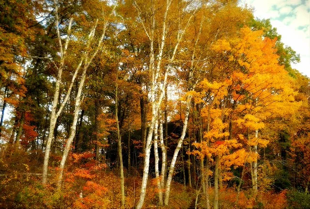 Bosque Santuario