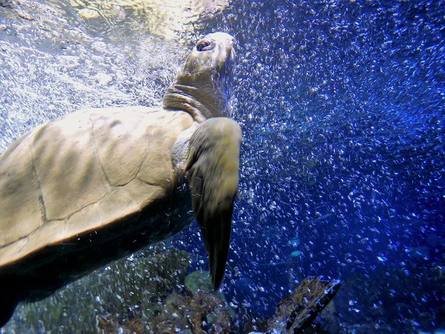 Acuario de Nueva Inglaterra