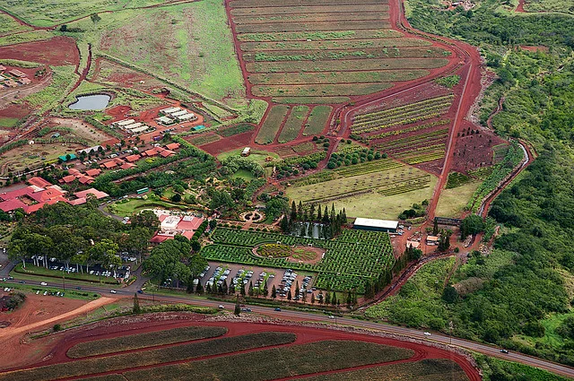 Plantación Dole