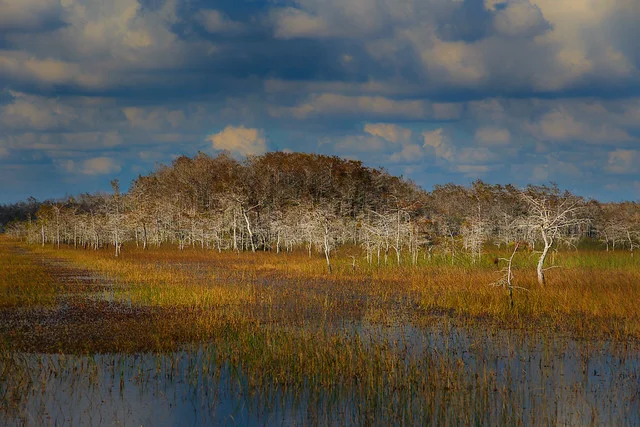 Reserva Nacional Big Cypress