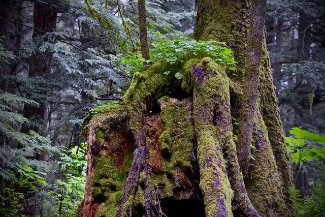 Parque Histórico Nacional de Sitka