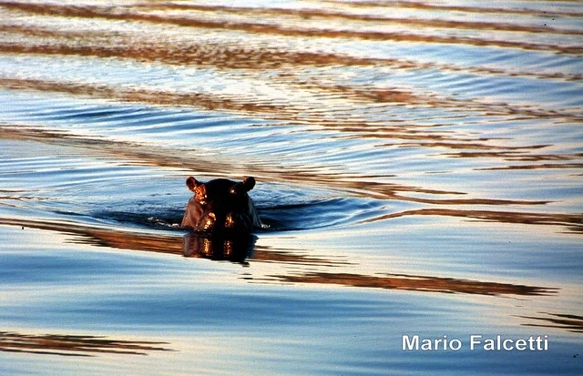 Parque Nacional Chobe