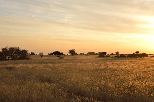 Desierto de Kalahari
