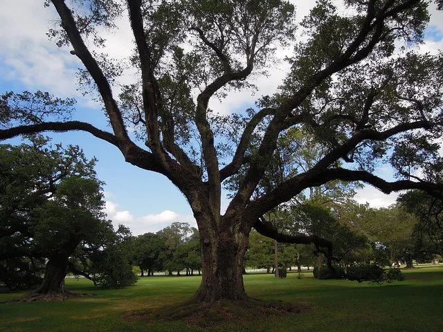 Plantación Oak Alley