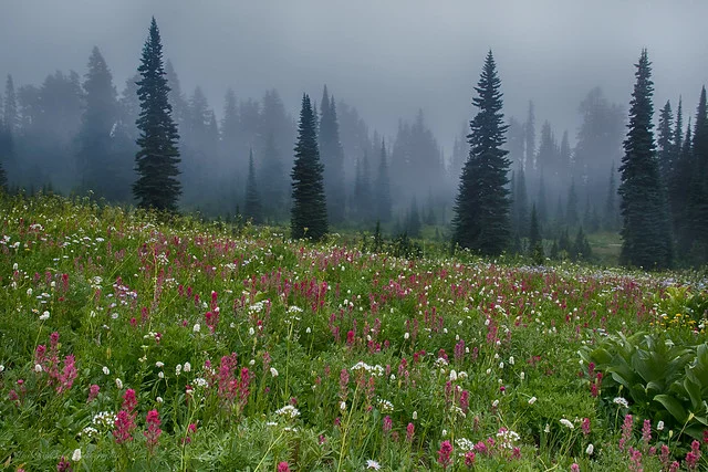Parque Nacional del Monte Rainier