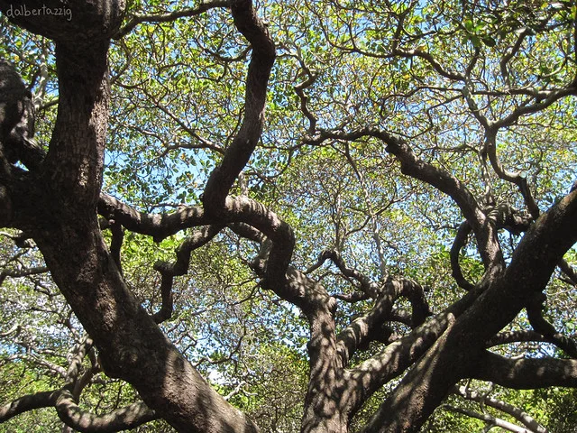 Árbol de caju de Pirangi