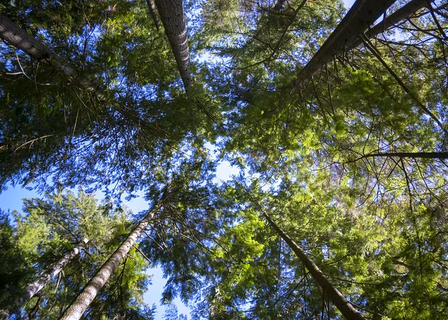 Parque del Puente Colgante Capilano