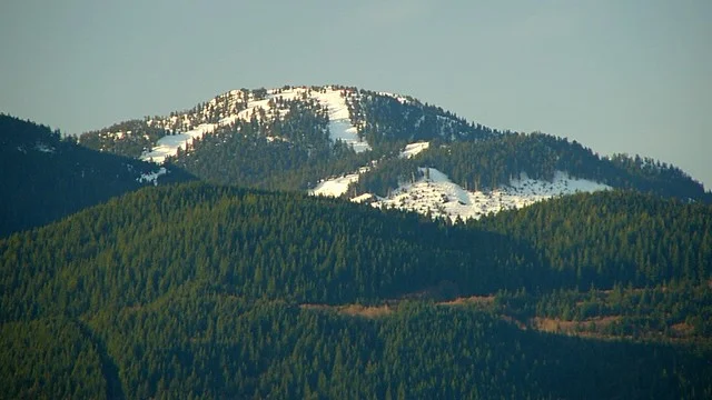 Montaña Grouse