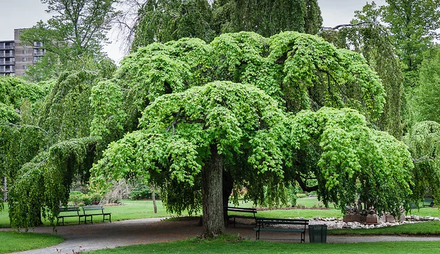 Jardines Públicos de Halifax