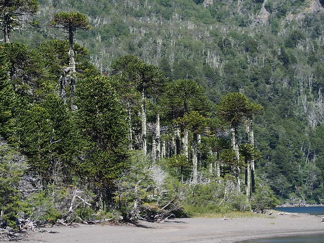 Parque Nacional Villarrica
