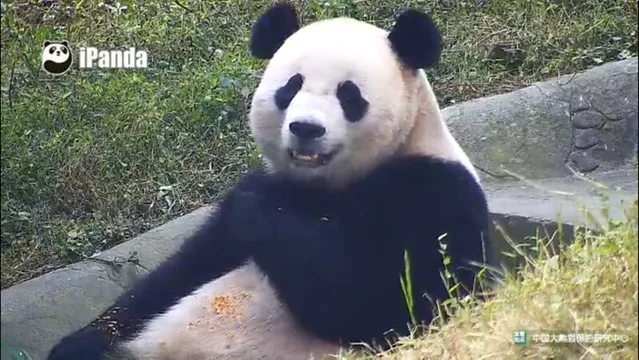 Base de Pandas de Dujiangyan