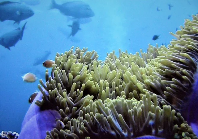 Gran Barrera de Coral