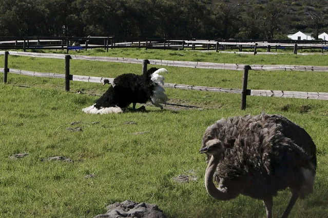 Granja de Avestruces