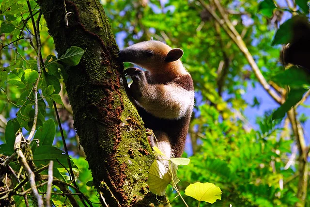 Parque Nacional Volcán Arenal