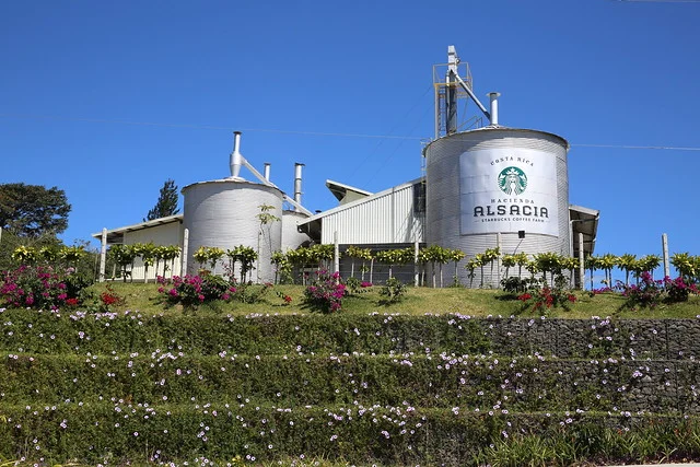 Hacienda Alsacia, Finca de Café Starbucks