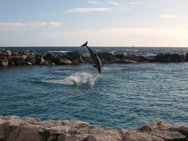 Acuario Marino de Curazao