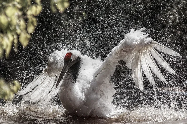 Zoológico de Pafos