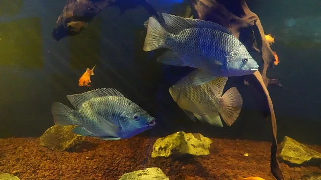 Acuario Oceánico de Protaras