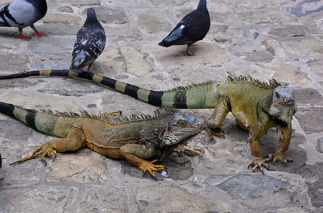 Parque Seminario (Parque de las Iguanas)
