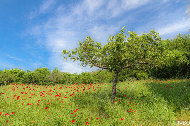 Giverny