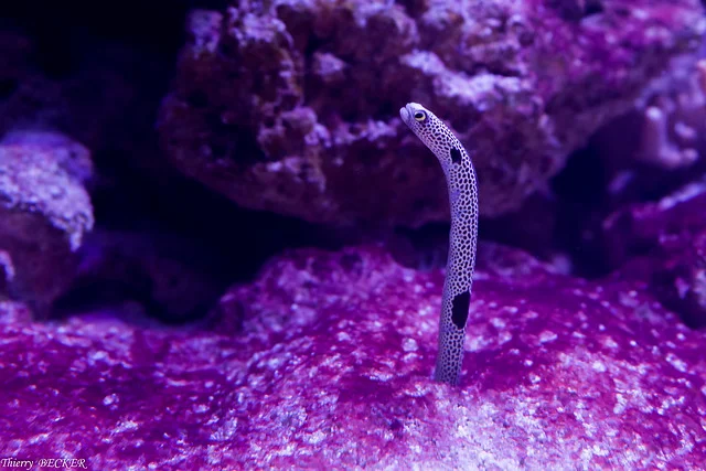 Acuario de Amneville