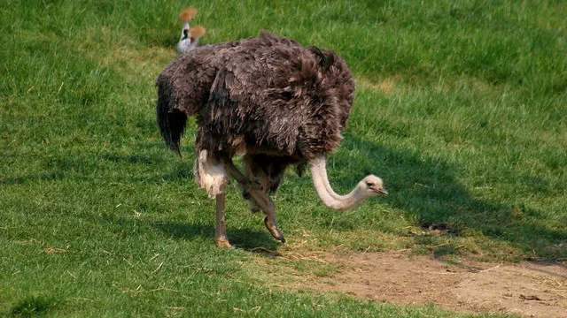 Zoo de la Boissière du Doré