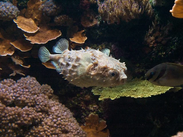 Oceanópolis
