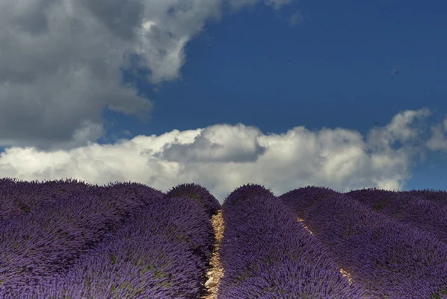 Meseta de Valensole