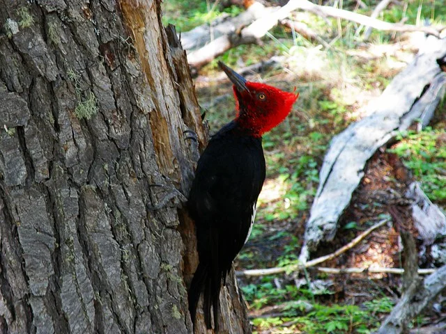 Parque Nacional Tierra del Fuego