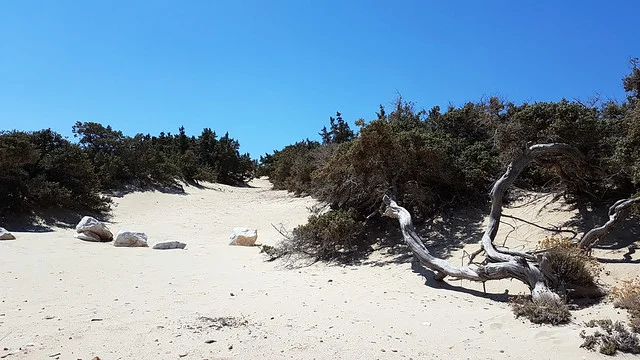 Bosque de Cedros de Alyko