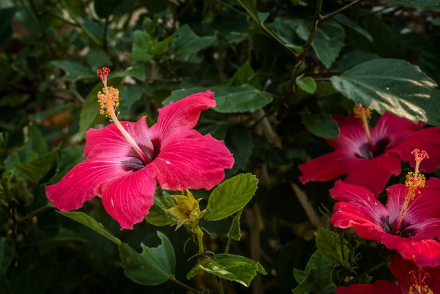 Jardín de Mariposas de Roatán