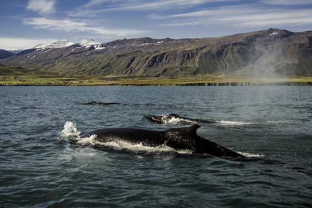 Ballenas de Islandia