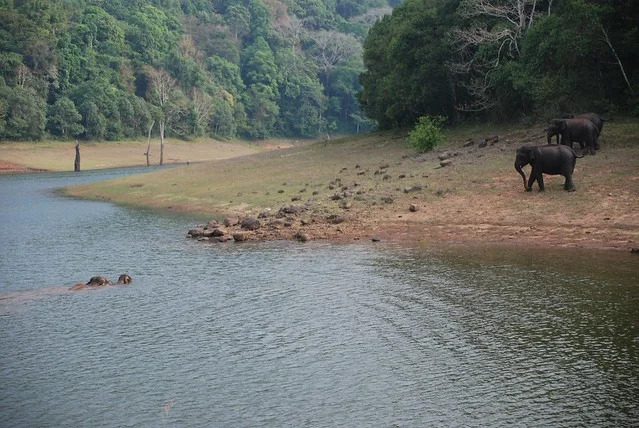 Parque Nacional Periyar