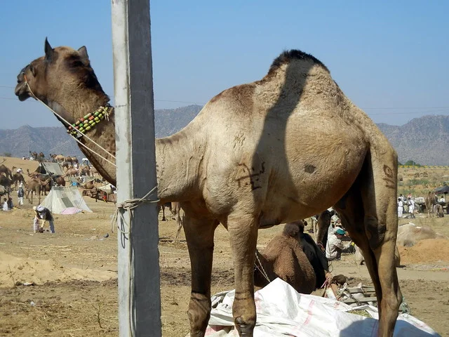 Feria de los Camellos de Pushkar