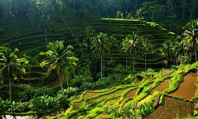 Terraza de arroz de Tegalalang